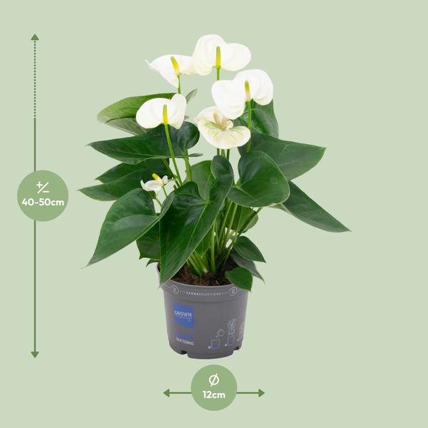 Anthurium White - Ø12cm - ↕43cm  BotanicBridge