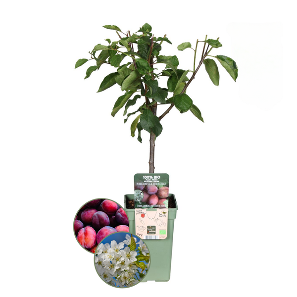 Biologische Pruimenboom Prunus Domestica - 1 x Ø 20 cm - ↨ 60 cm  BotanicBridge