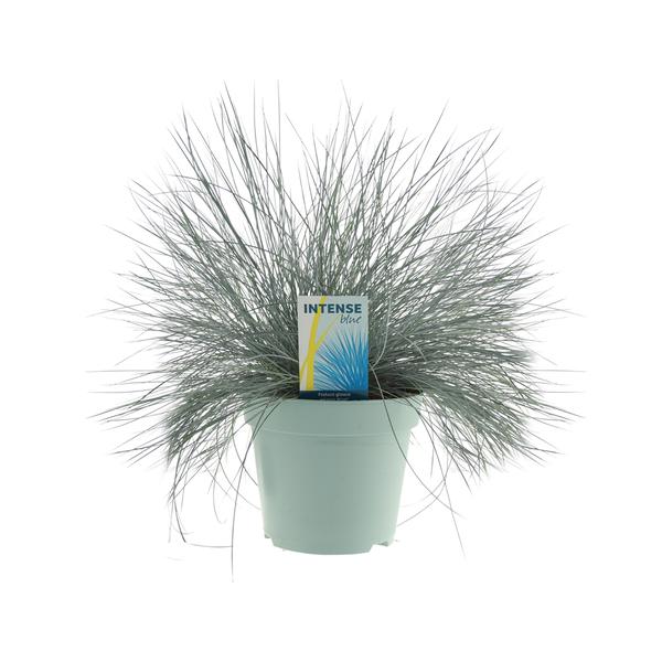 Festuca Glauca Intense Blue® - Ø17cm - ↕35cm  BotanicBridge