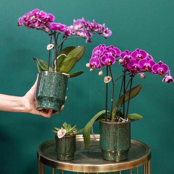 Kolibri Orchids | Paarse phalaenopsis orchidee - Morelia Classy green- potmaat Ø9cm | bloeiende kamerplant - vers van de kweker  BotanicBridge