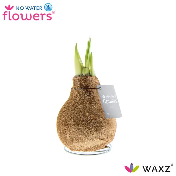 No Water Flowers Waxz Glitterz® Champagne - ↕15cm  BotanicBridge