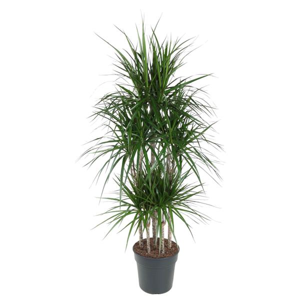 Dracaena Marginata Carrousel - 160 cm - ø31  BotanicBridge