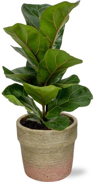 Ficus Lyrata - Ø12cm - ↕30cm - Ø12cm - ↕30cm + Invorno Pot D13,5x12,5cm - Naturel  BotanicBridge