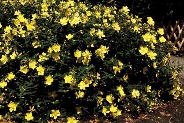 Hypericum 'Hidcote' - ↕10-25cm - Ø9cm - 40x  BotanicBridge