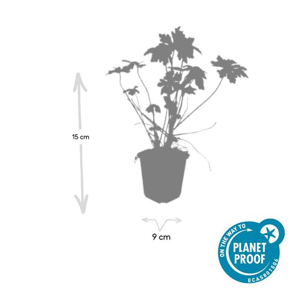 Geranium macrorrhizum - ↕10-25cm - Ø9cm - 12x  BotanicBridge