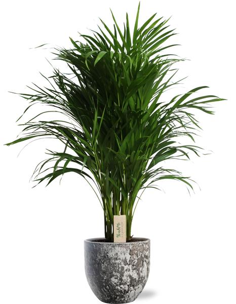 Dypsis Lutescens - Ø21cm - ↕100cm + Sem Pot D24x22cm - Bruin  BotanicBridge