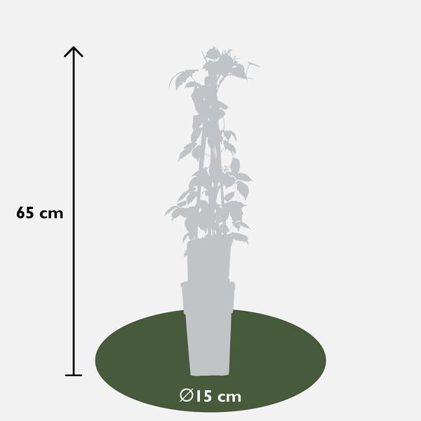 3x - Parthenocissus tricuspidata 'Veitch Boskoop' - ↨65cm - Ø15  BotanicBridge