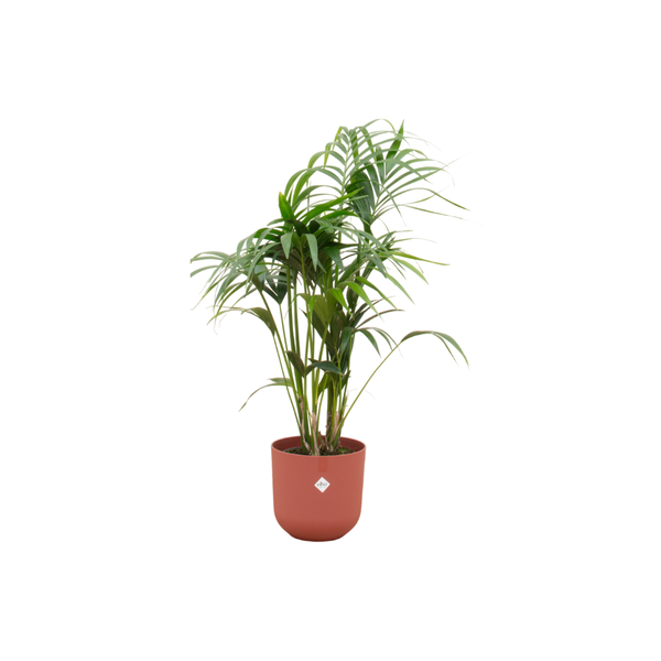 Combi deal - Kentia palm inclusief elho Jazz Round rood Ø26 - 130 cm  BotanicBridge