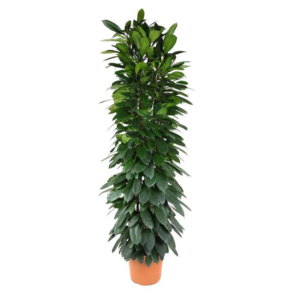 Ficus Cyatistipula zuil - 200 cm - ø35  BotanicBridge