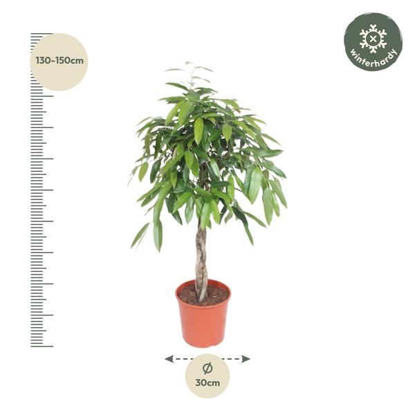 Ficus Amstel King gevlochten stam - 140 cm - ø30  BotanicBridge