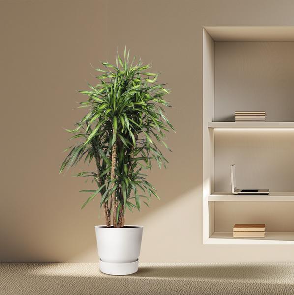 Dracaena Riki - 170 cm - ø34  BotanicBridge