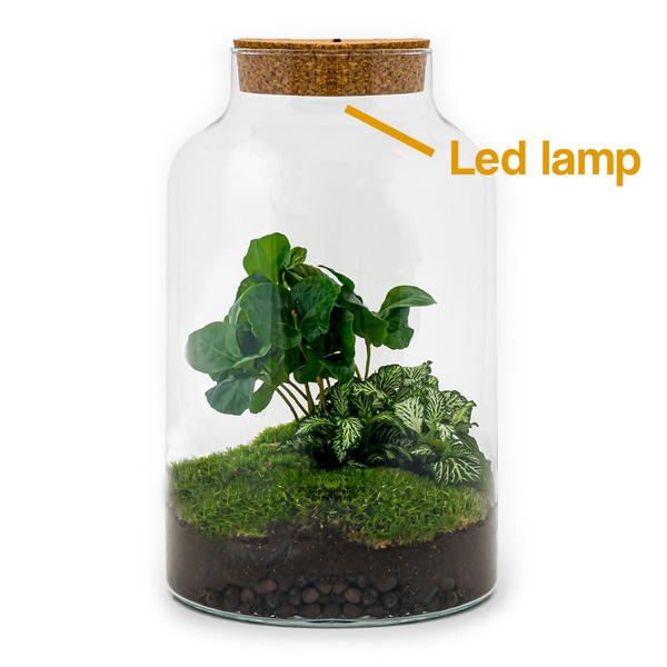 DIY terrarium - Milky Coffea met lamp - ↕ 31 cm - Rake + Shovel + Tweezer + Scissors  BotanicBridge