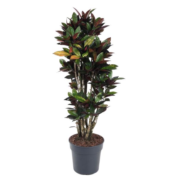 Codiaeum Mrc Iceton vertakt - 140 cm - ø31  BotanicBridge