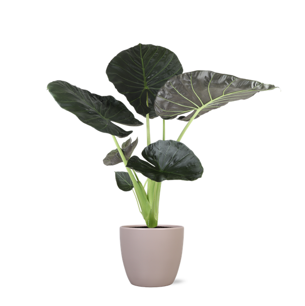 Alocasia Regal Shield Ø21cm - ↕100cm in Boule TAUPE pot  BotanicBridge