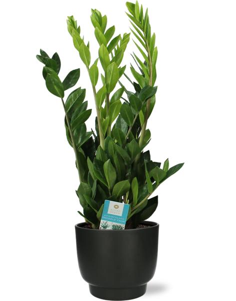 Zamioculcas Zamiifolia - Ø17cm - ↕65cm + Potenza Pot D17,5x15cm - Zwart  BotanicBridge