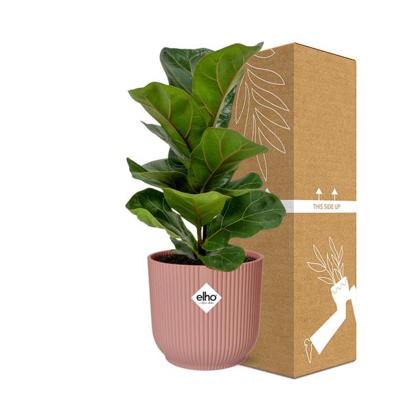 Ficus Lyrata ‘Bambino’ in ELHO Vibes Fold 14cm roze  BotanicBridge