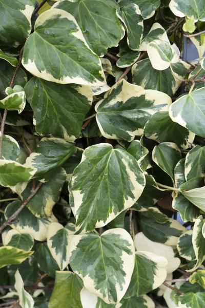 4x - Hedera colchica 'Dentata Variegata' - ↨65cm - Ø15  BotanicBridge