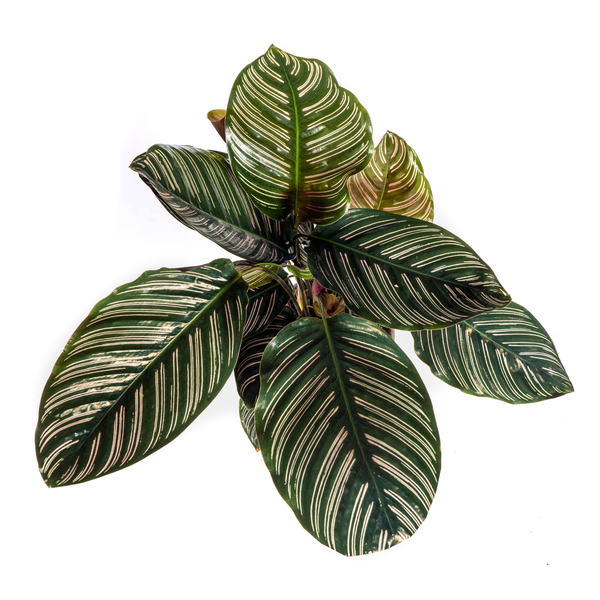 Calathea Ornata Sanderiana Ø17cm - ↕45cm  BotanicBridge