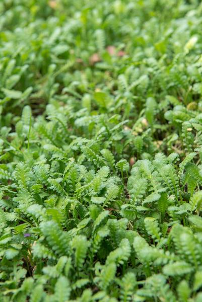 Leptinella squalida - ↕10-25cm - Ø9cm - 40x  BotanicBridge