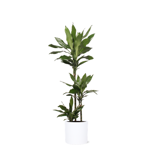 Dracaena Janet Lind Ø24cm ↕120cm in Era WIT pot  BotanicBridge