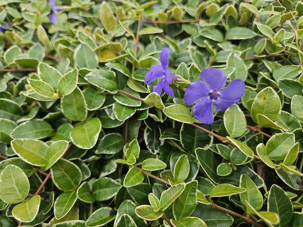 Vinca minor 'Ralph Shugert' - ↕10-25cm - Ø9cm - 40x  BotanicBridge