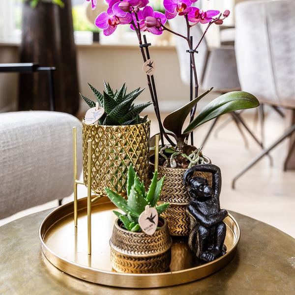 Kolibri Company | Gift set Hotel Chic| Plantenset met paarse Phalaenopsis Orchidee en Succulenten incl. keramieken sierpotten  BotanicBridge