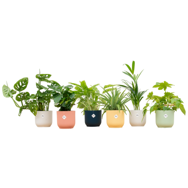 Verrassingsbox - 6 planten inclusief elho Vibes Fold Round Ø14 kleurenmix  BotanicBridge