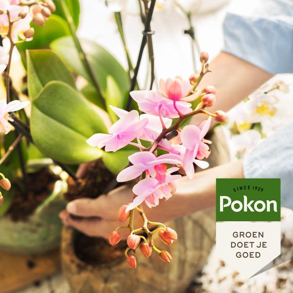 Pokon Powerspray orchidee 300 ml  BotanicBridge