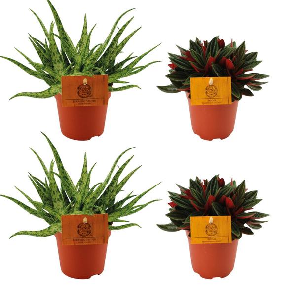 2x Aloe Spider + 2x Peperomia Rosso - 4 stuks - Ø10.5cm - ↕10cm  BotanicBridge