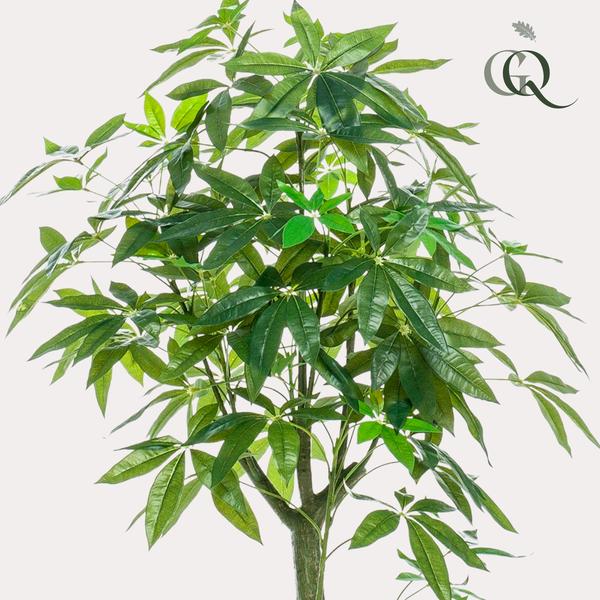 Kunstplant - Pachira Aquatica - Geldboom - 150 cm  BotanicBridge