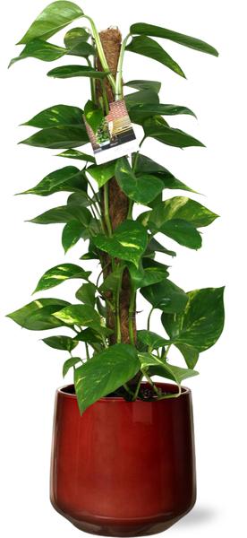 Scindapsus Epipremnum - Ø19cm - ↕80cm + Puglia Pot D21/23,5x21cm - Rood  BotanicBridge