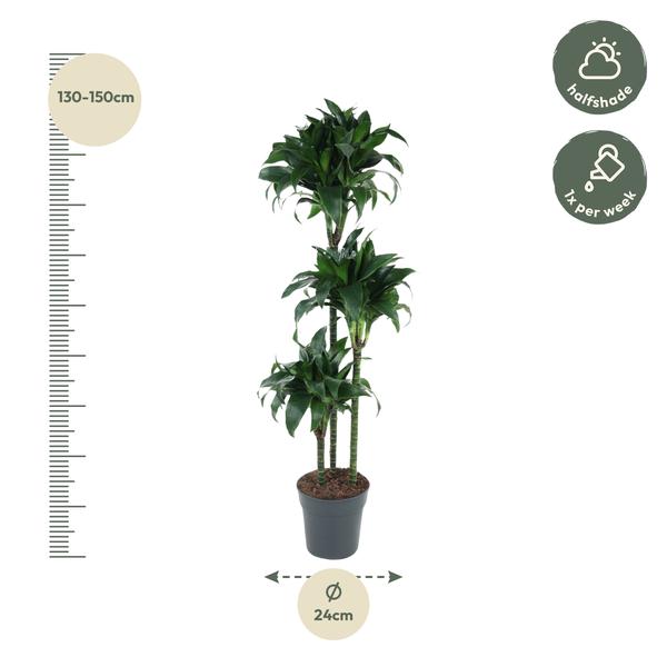 Dracaena Tatuade - 140 cm - ø24  BotanicBridge