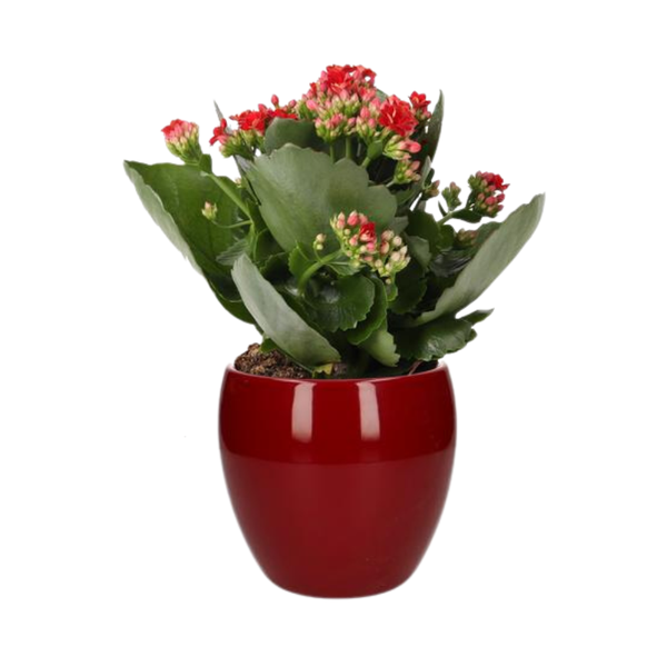 Kalanchoe Rosalina Don Justino Rood - Ø12cm - ↕27cm + Bowl Pot D13/14.5x13cm - Rood  BotanicBridge