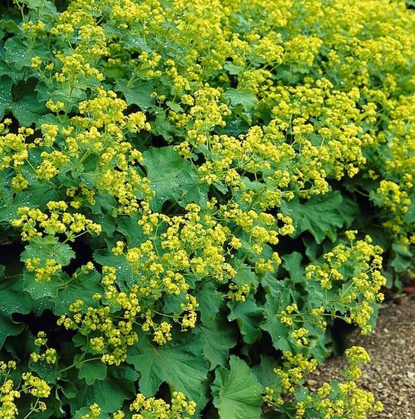 Alchemilla mollis - ↕10-25cm - Ø9cm - 12x  BotanicBridge