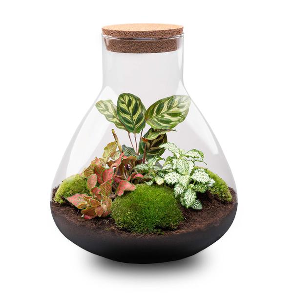 DIY terrarium - Sam XL Rood - ↕ 35 cm - Normal  BotanicBridge