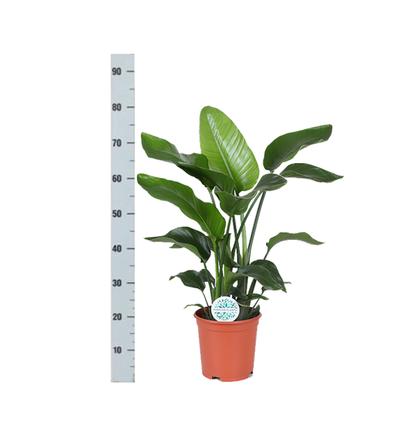 Strelitzia Nicolai - Ø21cm - ↕80cm in Vibes WIT pot  BotanicBridge