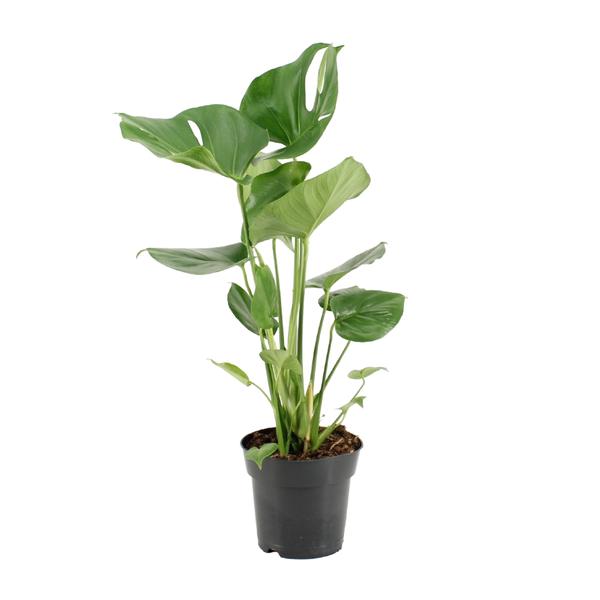 Monstera Deliciosa - Ø17cm - ↕60cm  BotanicBridge