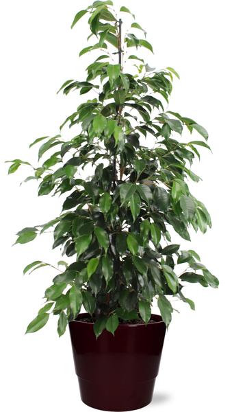 Ficus benjamina Danielle - Ø21cm - ↕95cm + Pot Basic D22x19cm - Bordeaux  BotanicBridge