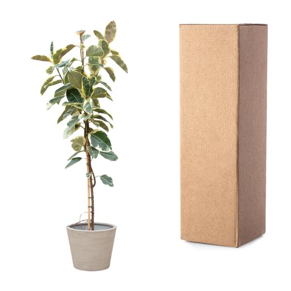 Ficus Tineke Op Stam - 220cm - ø30  BotanicBridge