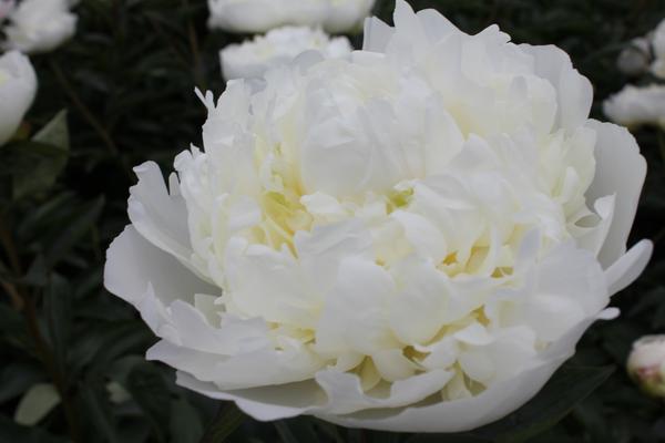 Paeonia 'Duchesse de Nemours' - 2x  BotanicBridge