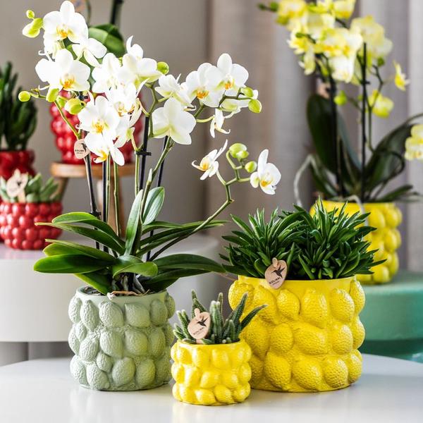 Kolibri Home | Citrus pot groen - Ø12cm  BotanicBridge