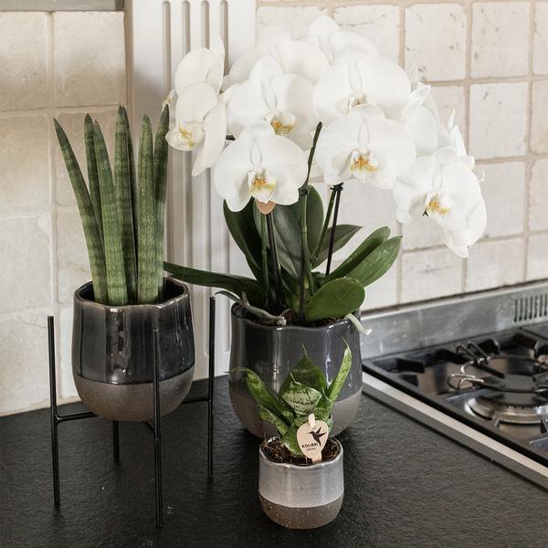 Kolibri Home | Plantenstandaard - Zwart metalen planten verhoging Ø12cm  BotanicBridge