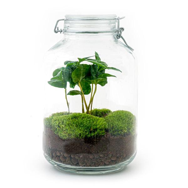 DIY terrarium - Jar - Coffea Arabica - ↕ 28 cm - Rake + Shovel + Tweezer + Scissors  BotanicBridge