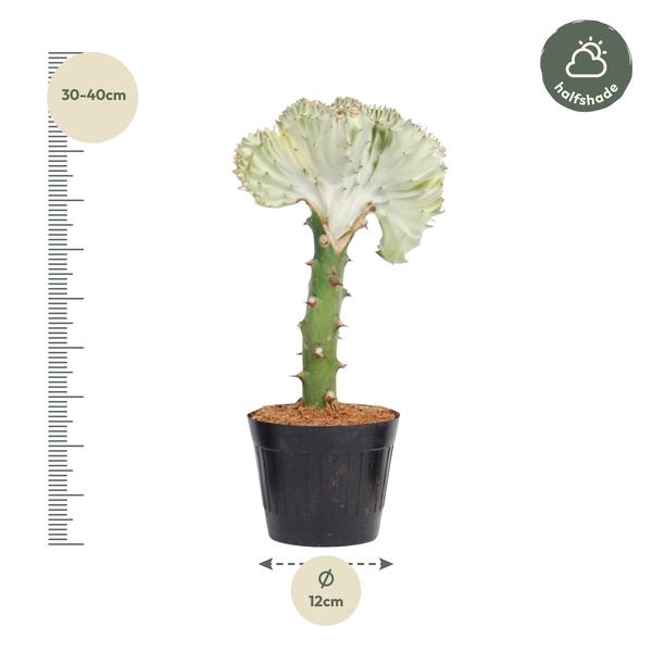 Euphorbia lactea Cristata wit - 35 cm - ø12  BotanicBridge