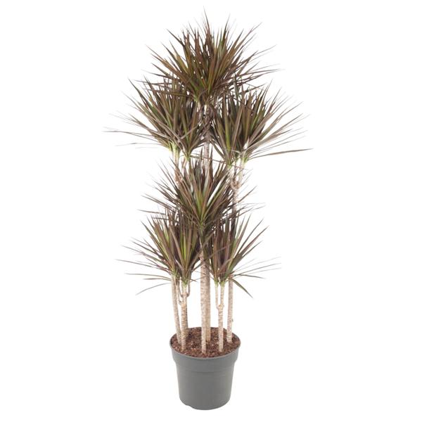 Dracaena Magenta Carrousel - 180 cm - ø34  BotanicBridge