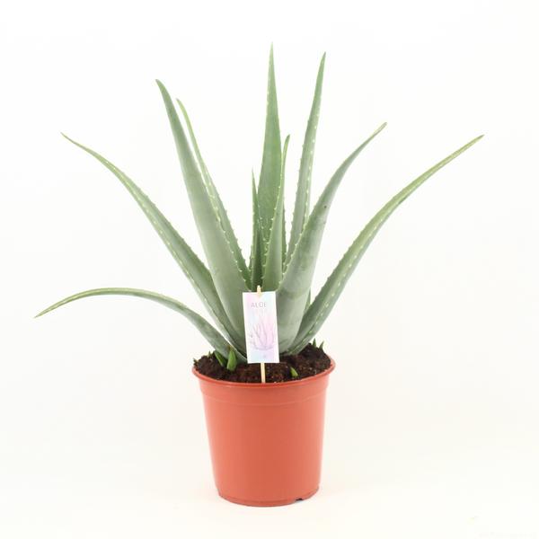 Aloe Vera P24 - Ø24cm - ↕70cm  BotanicBridge