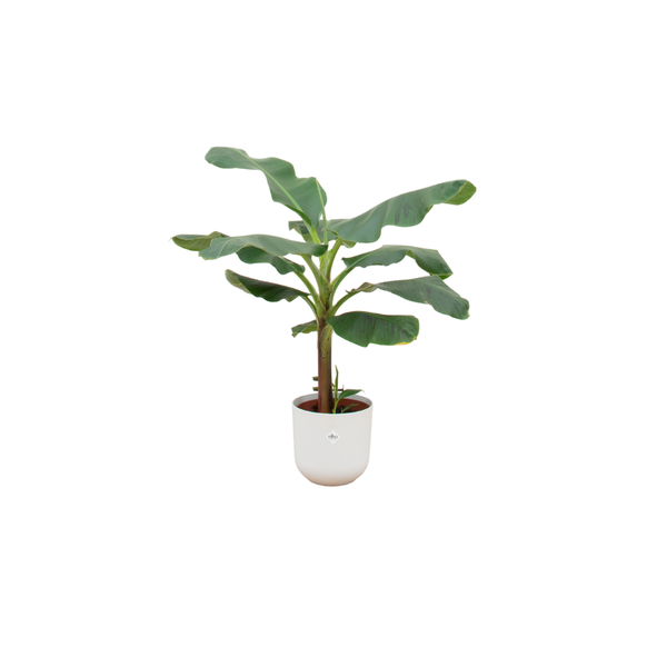 Combi deal - Bananenplant (Musa) inclusief elho Jazz Round wit Ø23 - 120 cm  BotanicBridge