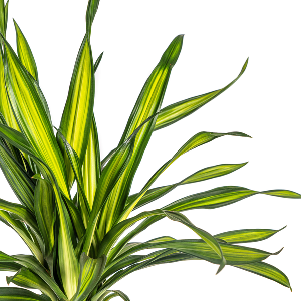 Dracaena Deremensis Rikki Ø19cm - ↕80cm  BotanicBridge