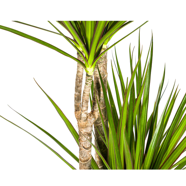 Dracaena Marginata Green Ø27cm - ↕180cm  BotanicBridge