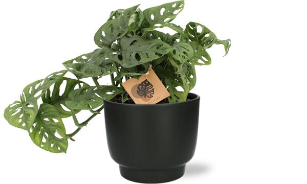 Monstera Monkey - Ø14cm - ↕30cm + Potenza Pot D15x13cm - Zwart  BotanicBridge